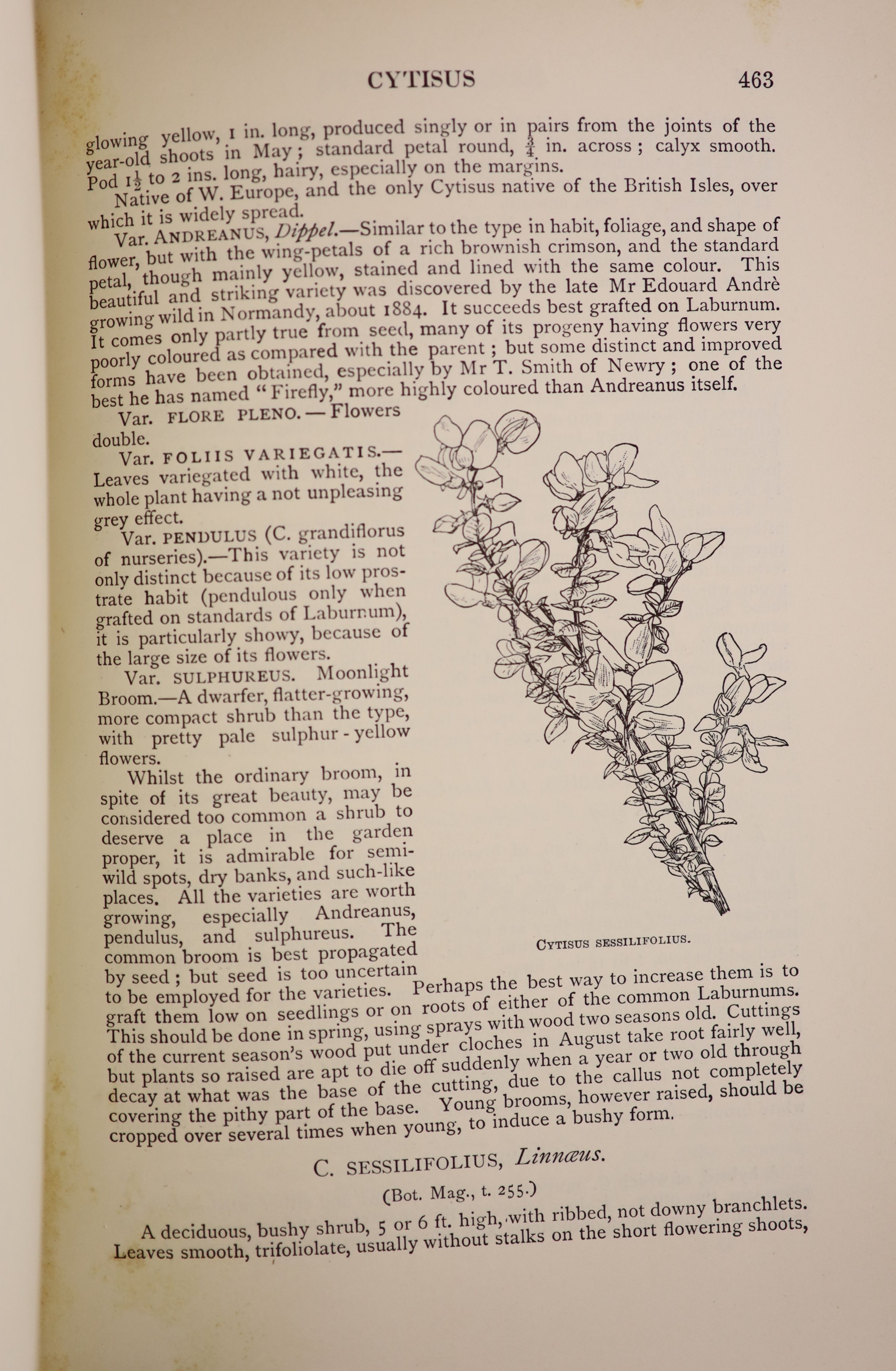 Bean. W.J - Trees and Shrubs Hardy in the British Isles, 3 vols, 4th edition, 8vo, green pictorial cloth, London, 1925